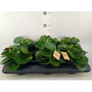 Peperomia obt. 'Green Gold'
