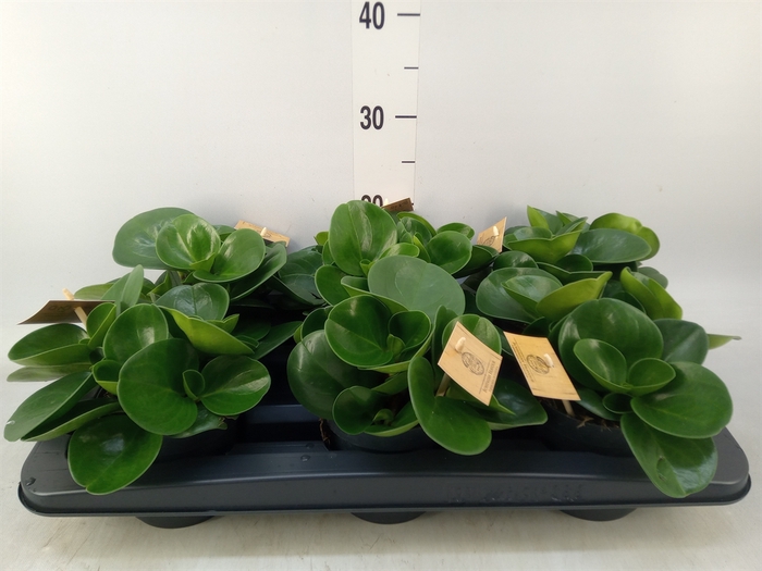<h4>Peperomia obt. 'Green Gold'</h4>
