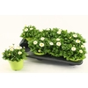 BELLIS P KL RU WHITE
