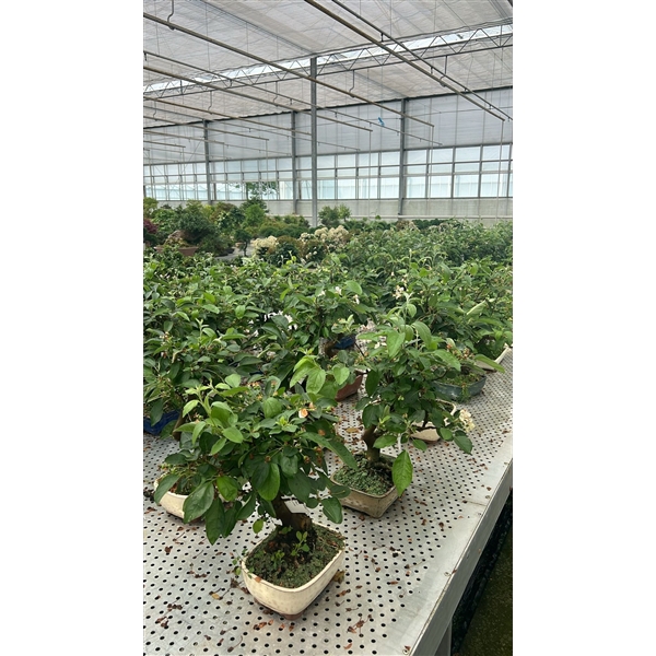 <h4>Malus domestica 21cm.</h4>