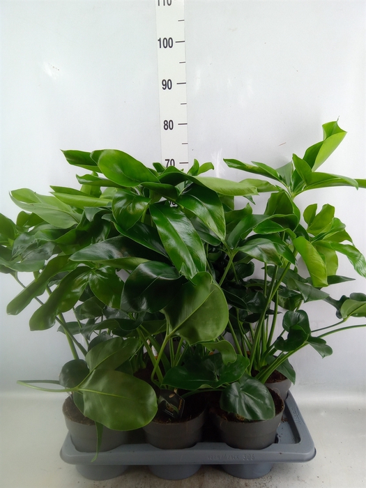 <h4>Philodendron  'Fun Bun'</h4>