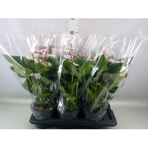 Anthurium andr. 'Laguna'