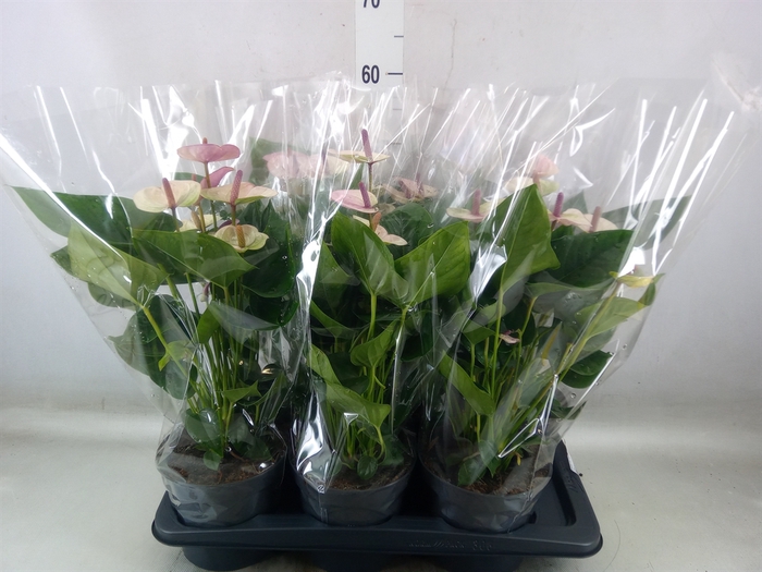 <h4>Anthurium andr. 'Laguna'</h4>