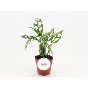 Monstera
