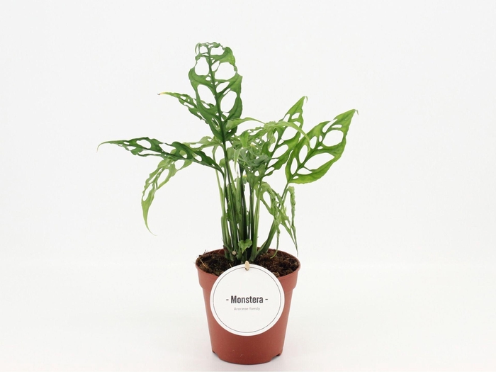 <h4>Monstera</h4>
