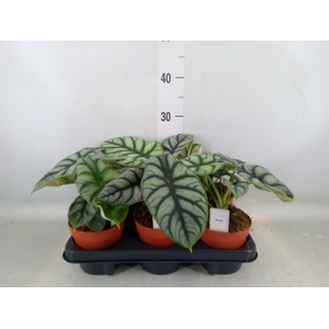 Alocasia   ...