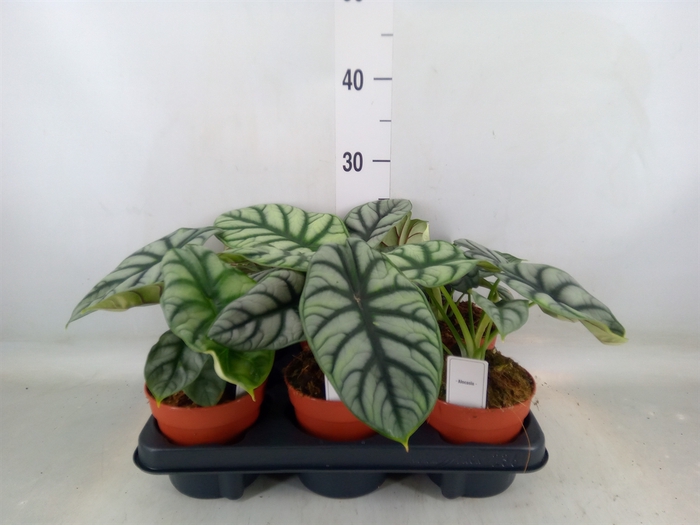 <h4>Alocasia   ...</h4>