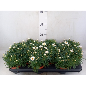 Argyranthemum  'La Rita White'