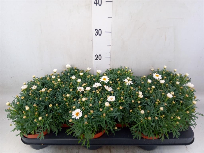 <h4>Argyranthemum  'La Rita White'</h4>