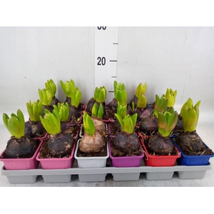 Hyacinthus orie. ...mix 5