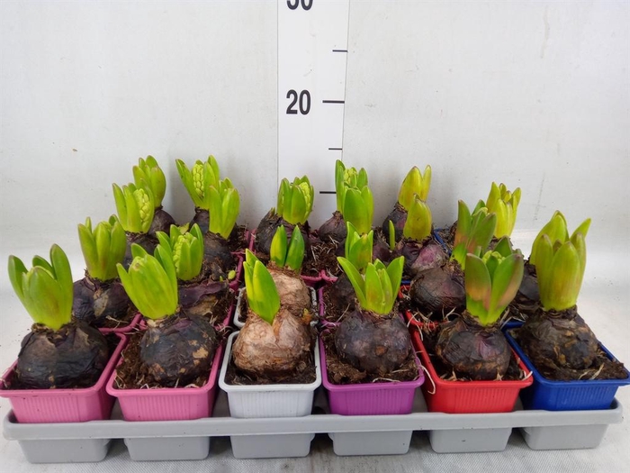 <h4>Hyacinthus orie.   ...mix 5</h4>