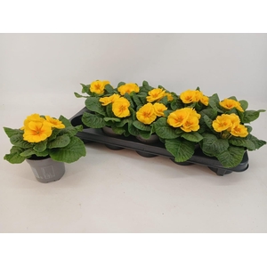 Primula ac. 'Cairo Golden Yellow'