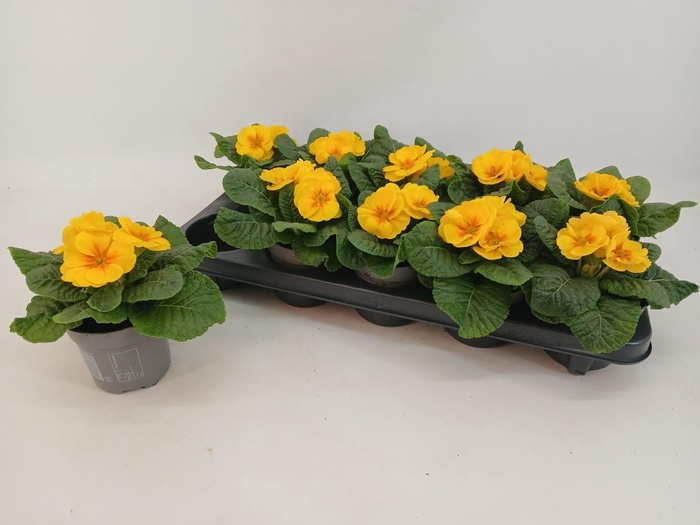 <h4>Primula ac. 'Cairo Golden Yellow'</h4>