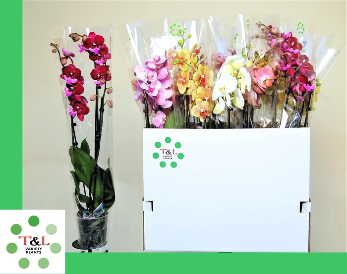 <h4>3 Tak Mix 7 Kleur</h4>