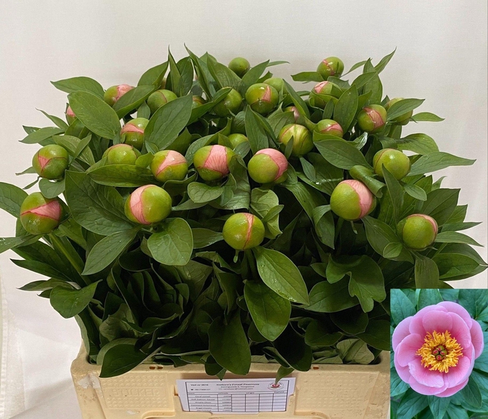 <h4>PAEO S SALMON SAUCER</h4>