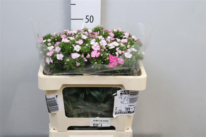 <h4>Di Barb Am Rose</h4>