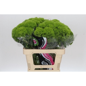 Dianthus Ba Gr Kiwi Mellow