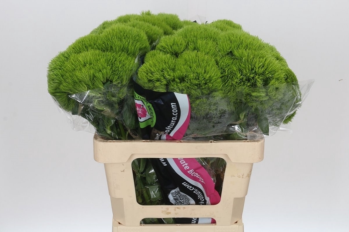 <h4>Dianthus Ba Gr Kiwi Mellow</h4>