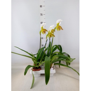 Paphiopedilum   ...