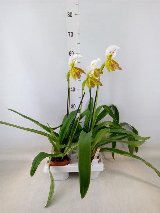 <h4>Paphiopedilum   ...</h4>