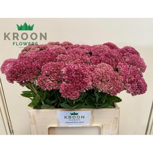SEDUM SPECTABILE