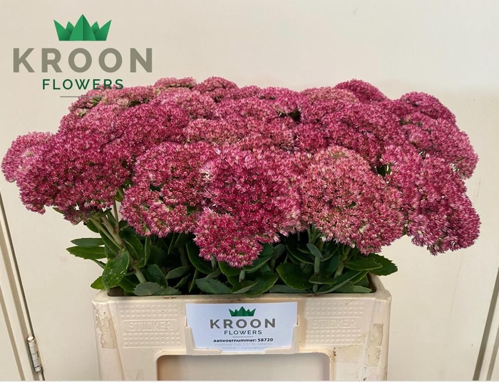 <h4>SEDUM SPECTABILE</h4>