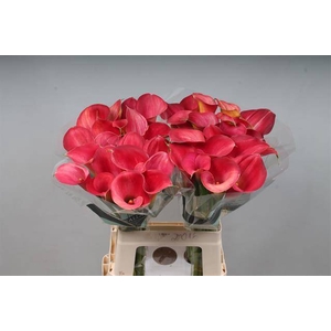 Calla Aruna Kallaland