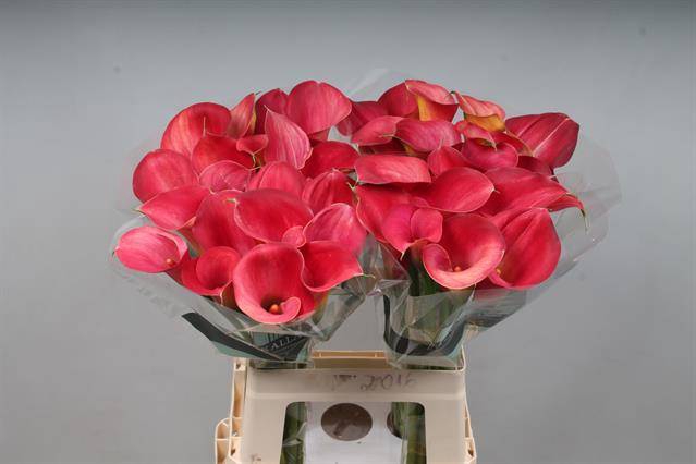 <h4>Calla Aruna Kallaland</h4>