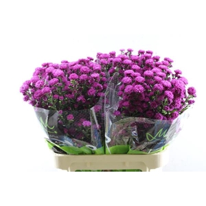 Aster Flash(rood) L 80/30