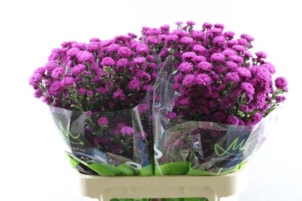 <h4>Aster Flash(rood) L 80/30</h4>