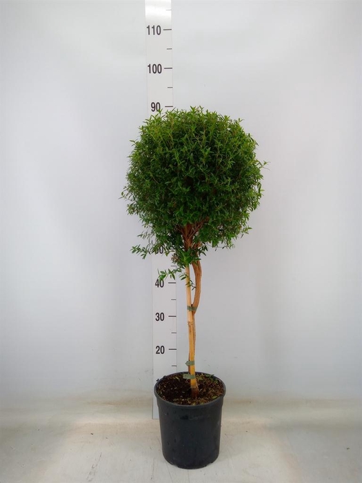 <h4>Myrtus communis</h4>