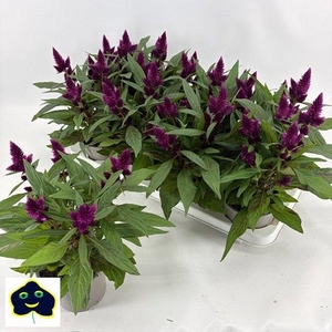 CEL INTENZ DARK PURP