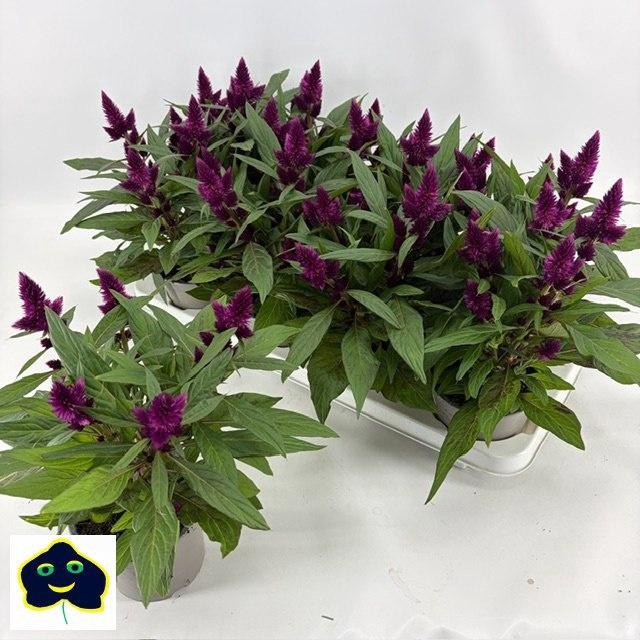 <h4>CEL INTENZ DARK PURP</h4>