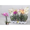 Phal Gem