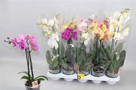Phal Gem