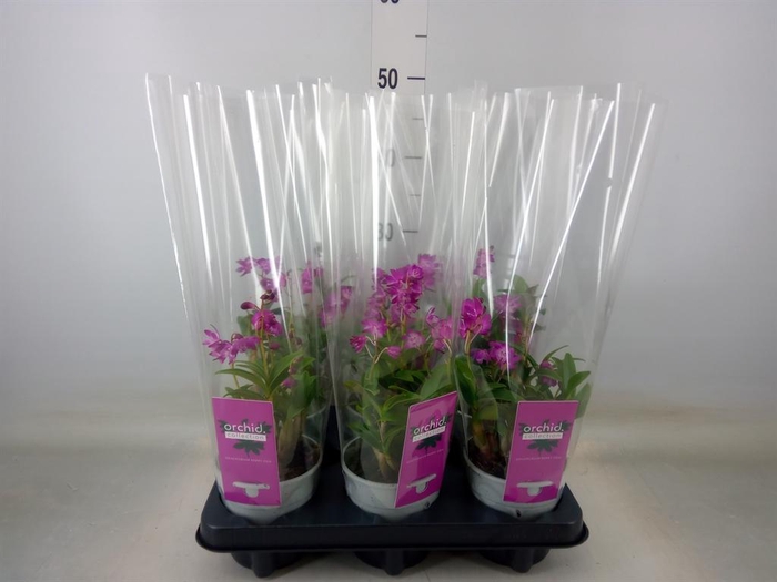 <h4>Dendrobium   ...</h4>