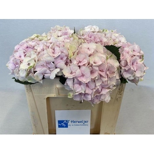 Hydrangea mag emerald