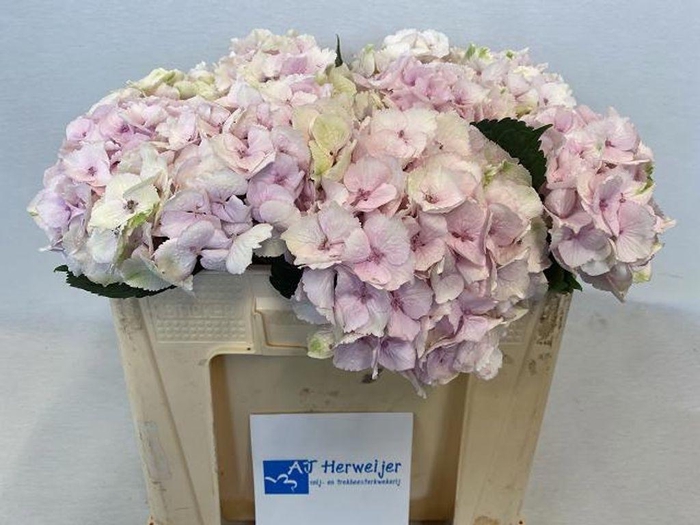<h4>Hydrangea mag emerald</h4>