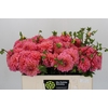 Dahlia Doris Duke