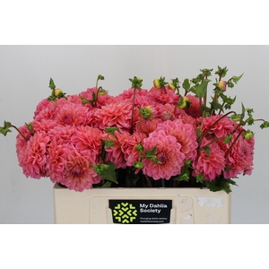 Dahlia Doris Duke