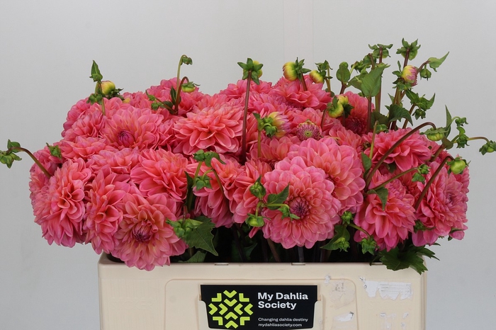 <h4>Dahlia Doris Duke</h4>