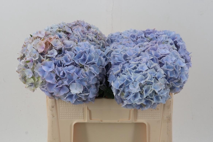 <h4>Hydr M My Minerva</h4>