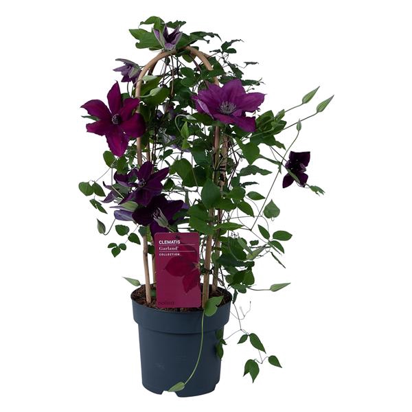 <h4>Clematis Garland Red</h4>