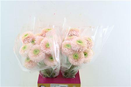 <h4>GE GR POM TERRA HIMALIA</h4>