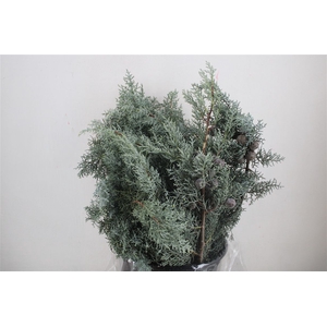Cypresse Blue 400gr P Bunch