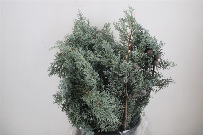 <h4>Cypresse Blue 400gr P Bunch</h4>