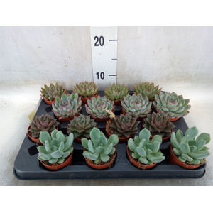 Echeveria   ...mix