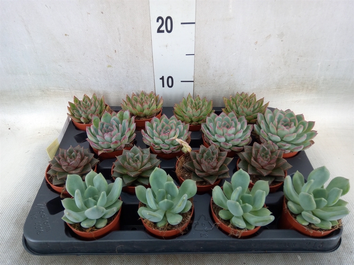 <h4>Echeveria   ...mix</h4>