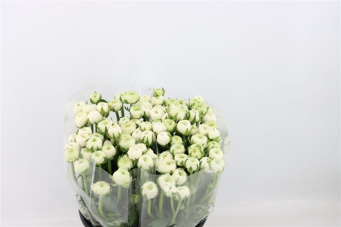 <h4>Ran Elegance White</h4>