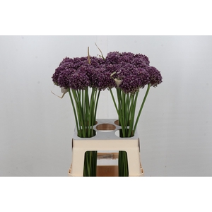 Allium Purple Mystery